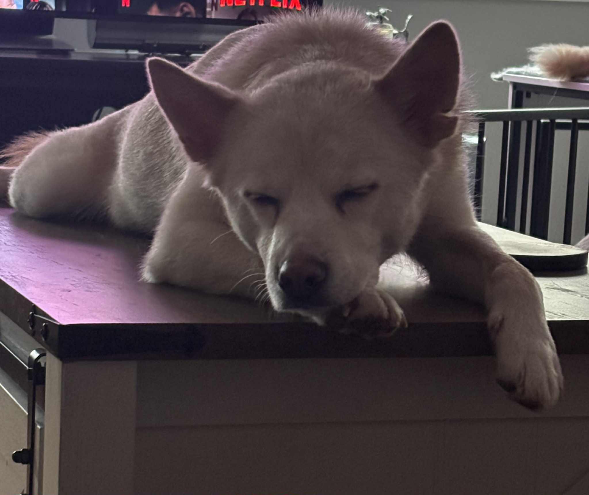 Enlarge Milo, a Adoptable mixed breed in Toms River, NJ image 3/6