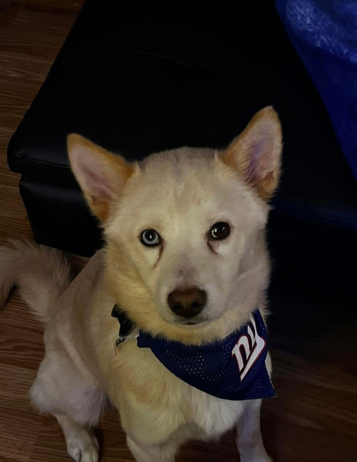 Enlarge Milo, a Adoptable mixed breed in Toms River, NJ image 6/6