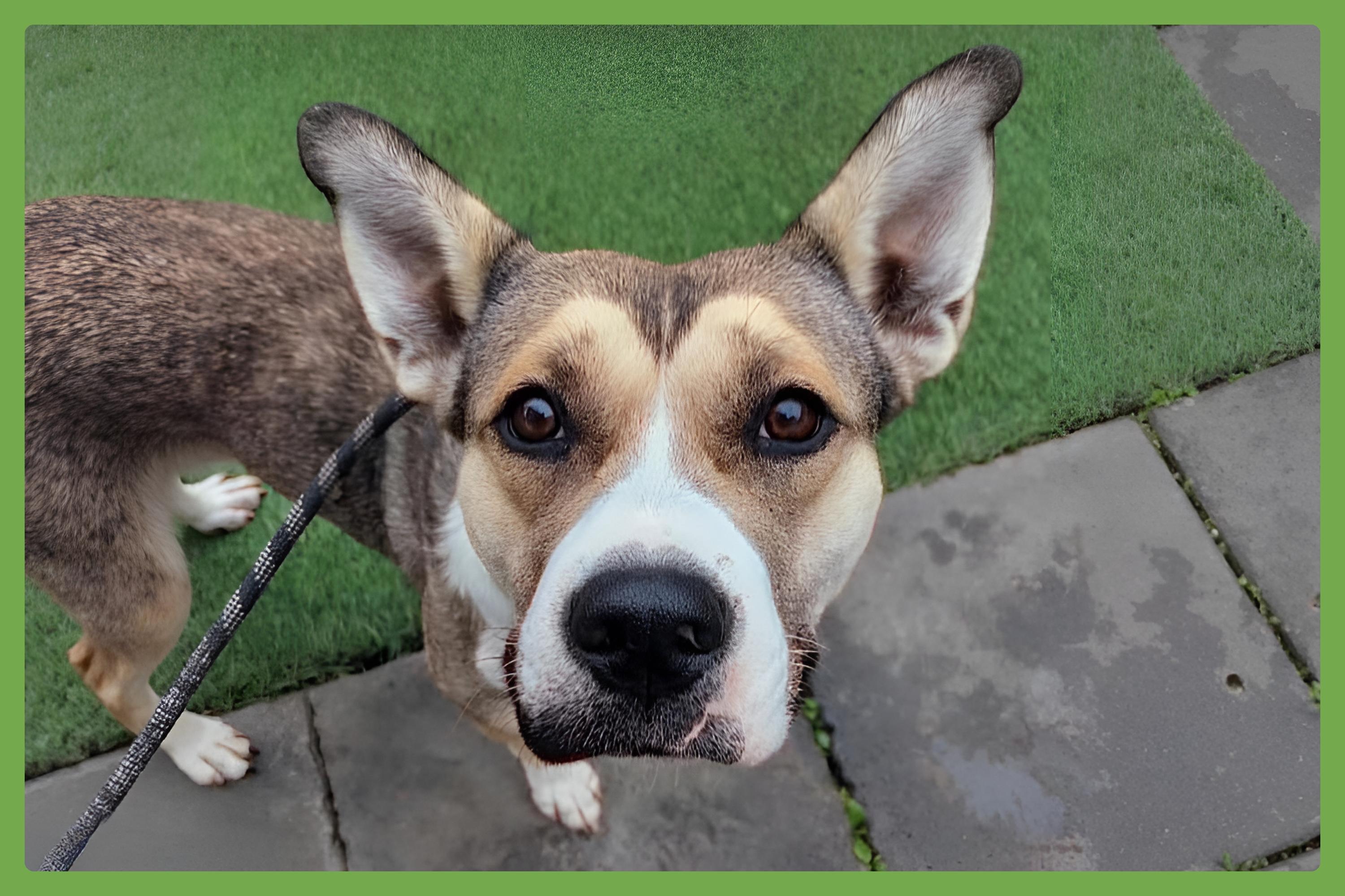 Willow — thumbnail 2