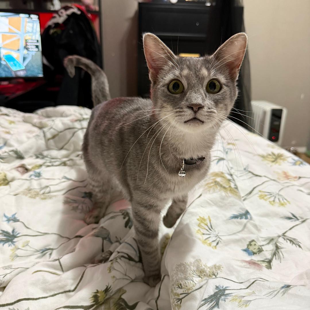 Enlarge Stormy, an adoptable American Shorthair in Bridgeville, PA image 1/1