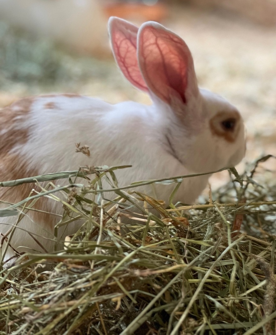 Enlarge Sweet Babes!, a Adopted mixed breed in Spokane, WA image 4/10