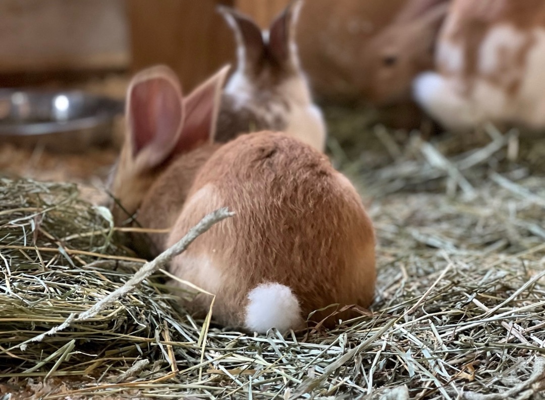 Sweet Babes!, Adopted, Young Female Bunny Rabbit & Flemish Giant.