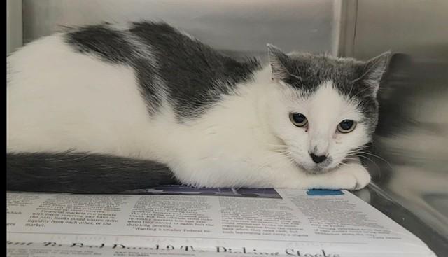 Enlarge ICE SPICE, a Adoptable Domestic Short Hair in Saint Peters, MO image 1/1