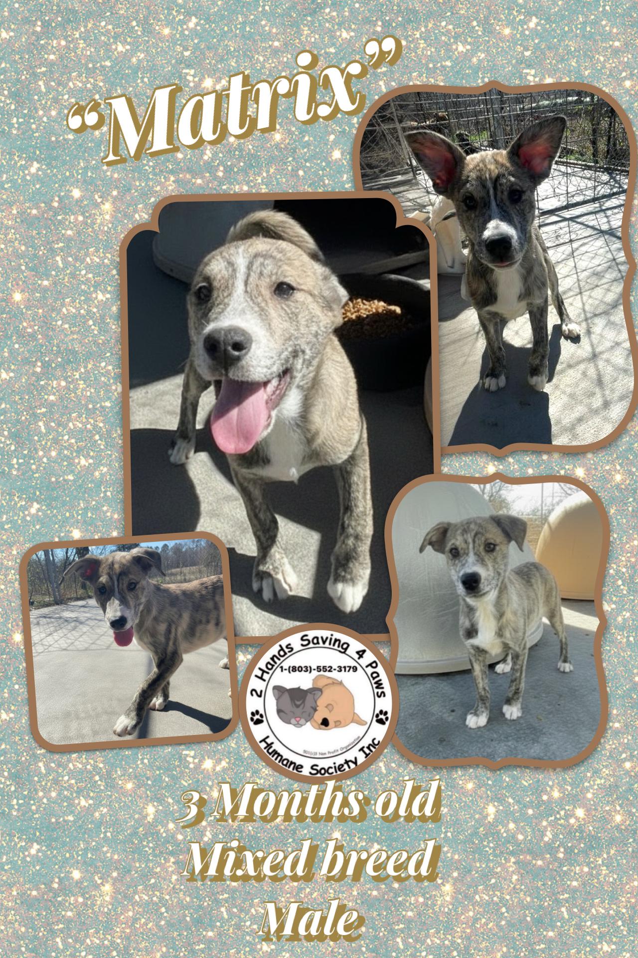 Matrix, ADOPTABLE, Puppy Male Labrador Retriever.