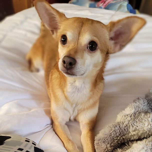 Maple, Adoptable, Adult Female Chihuahua.