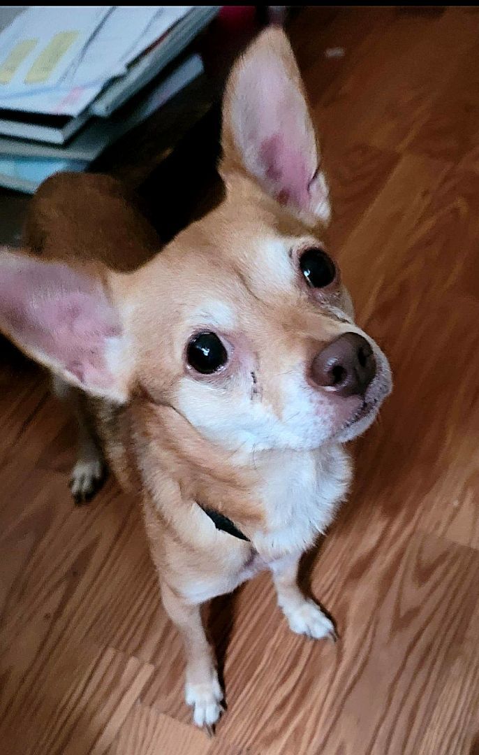 Maple, a Adoptable Chihuahua in Covina, CA image 3/13