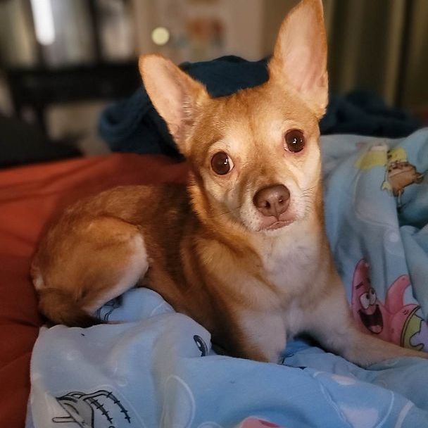 Maple, a Adoptable Chihuahua in Covina, CA image 4/13