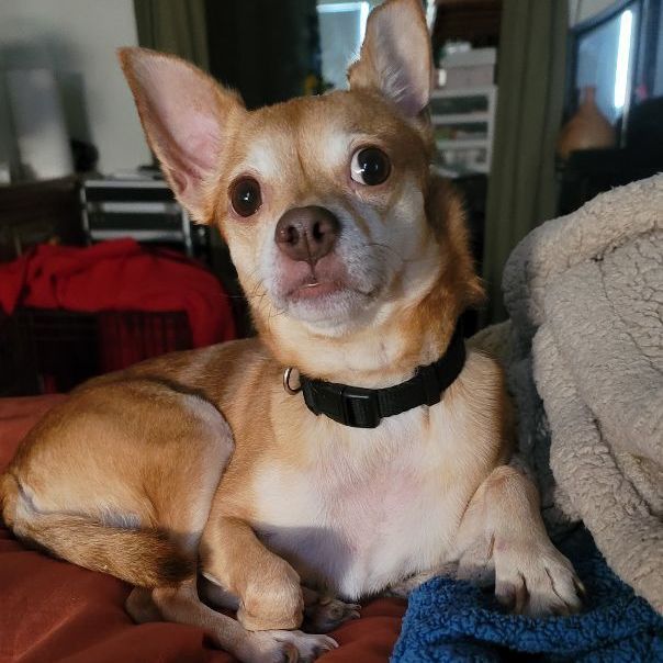 Maple, a Adoptable Chihuahua in Covina, CA image 5/13