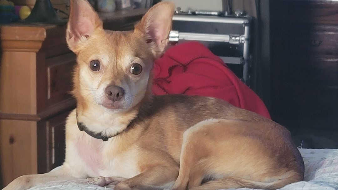 Maple, a Adoptable Chihuahua in Covina, CA image 6/13