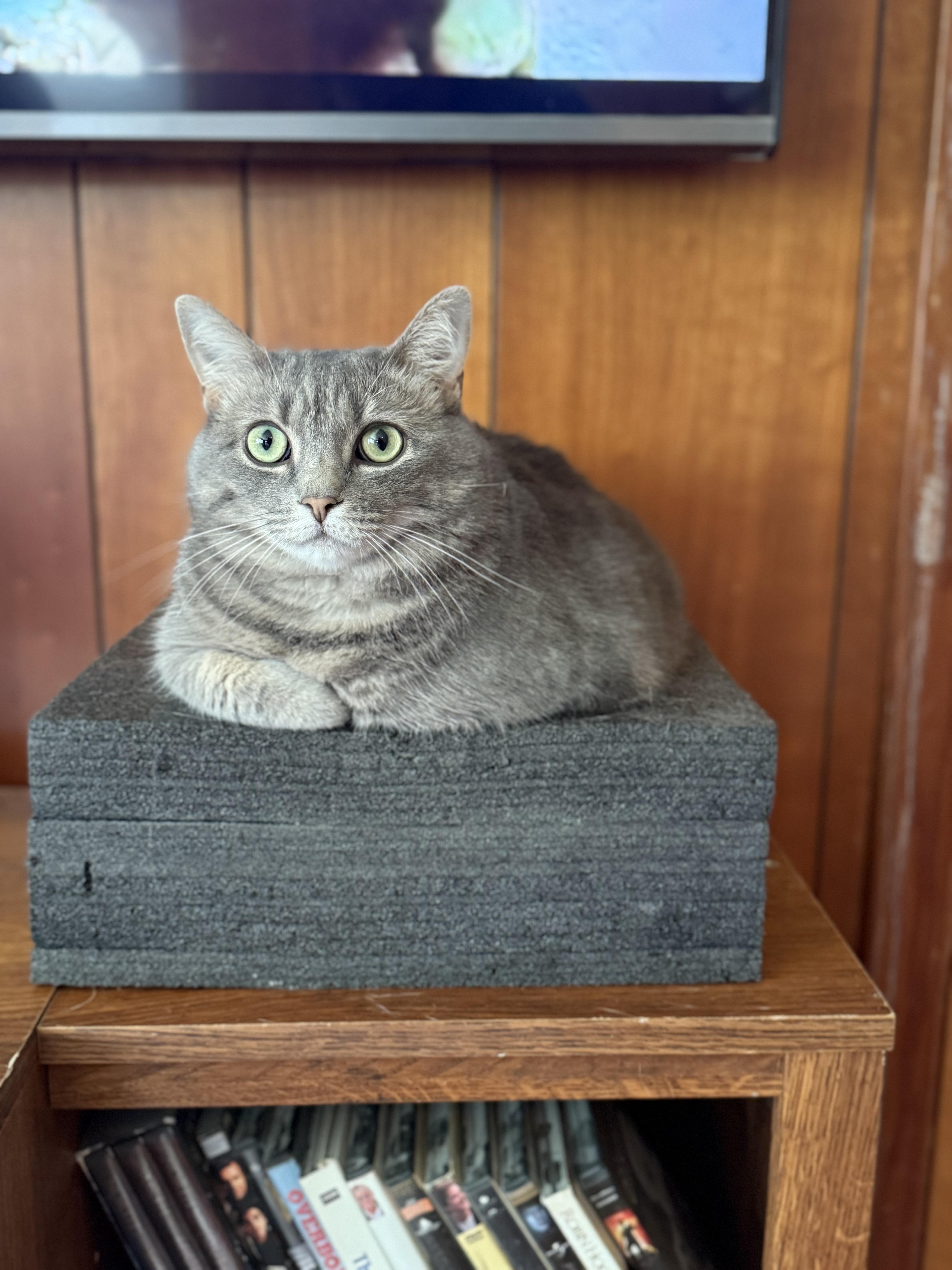 Sable, ADOPTABLE, Young Female Tabby.