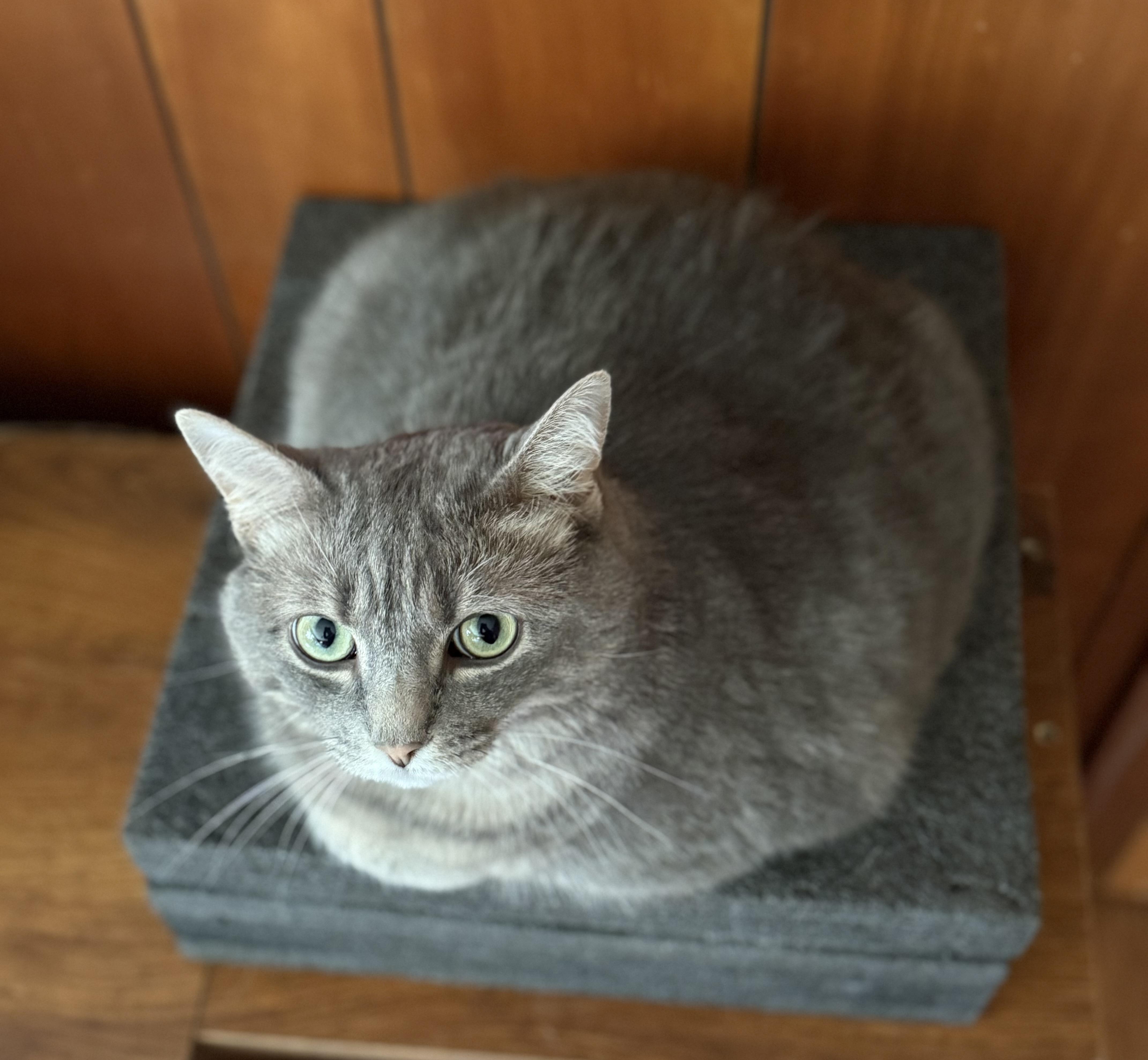 Sable, a ADOPTABLE Tabby in Johnson City, TN image 2/3