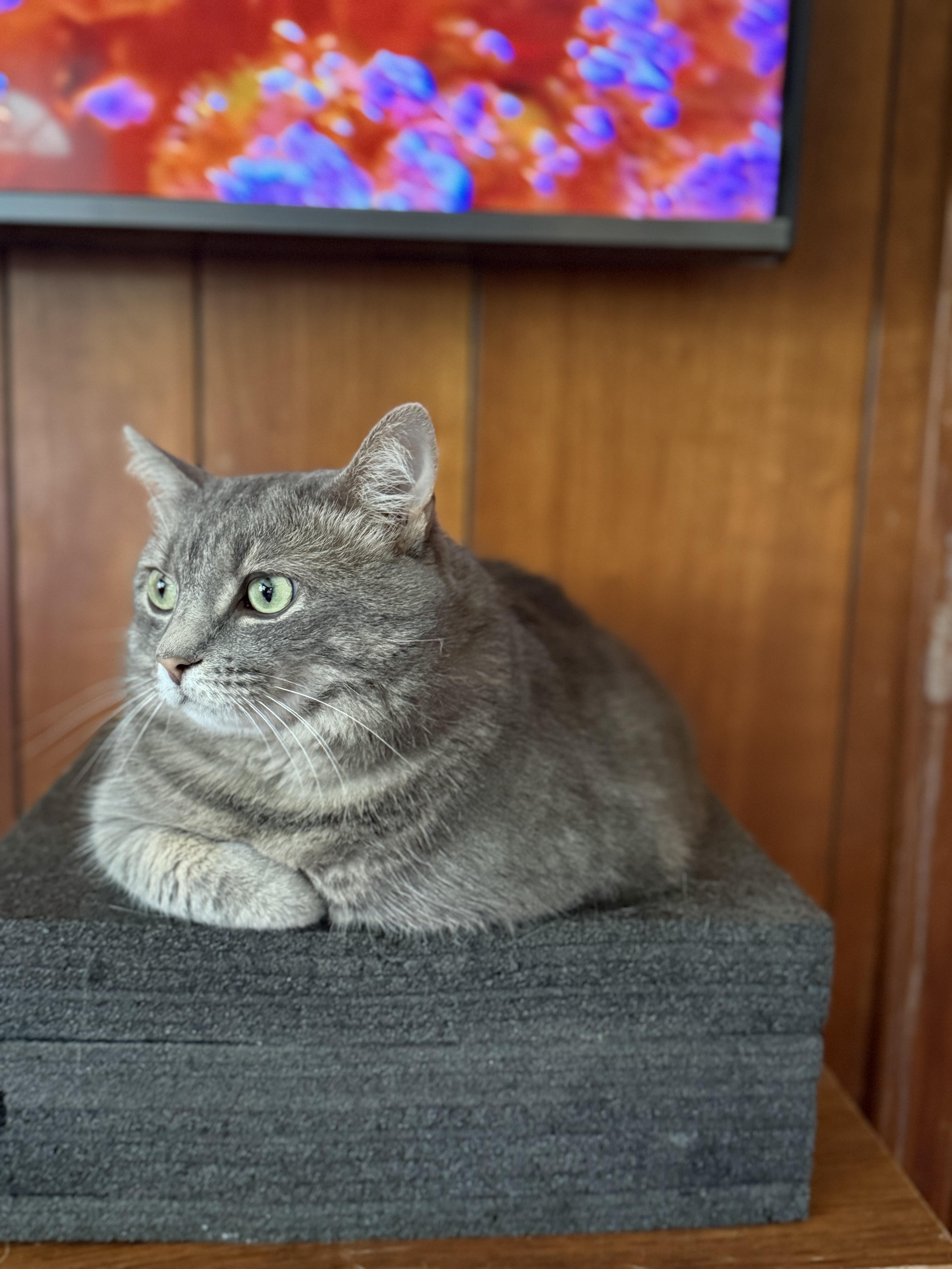 Sable, a ADOPTABLE Tabby in Johnson City, TN image 3/3