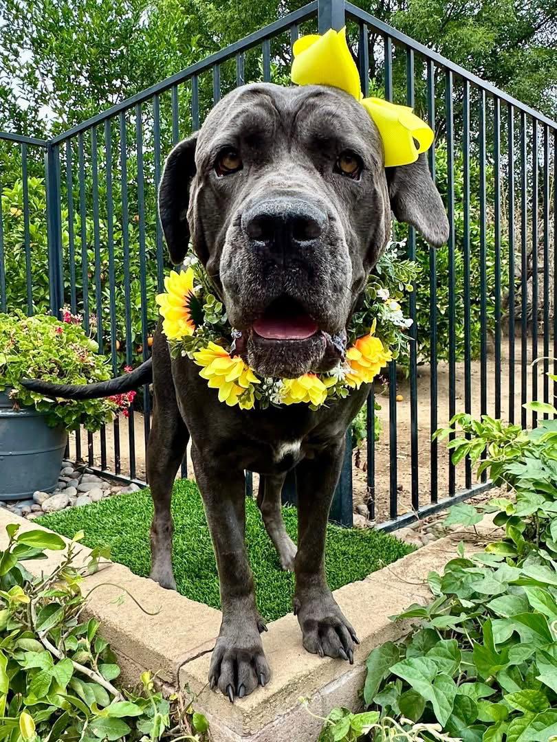Mishka, a Adoptable Cane Corso in Redlands, CA image 1/3