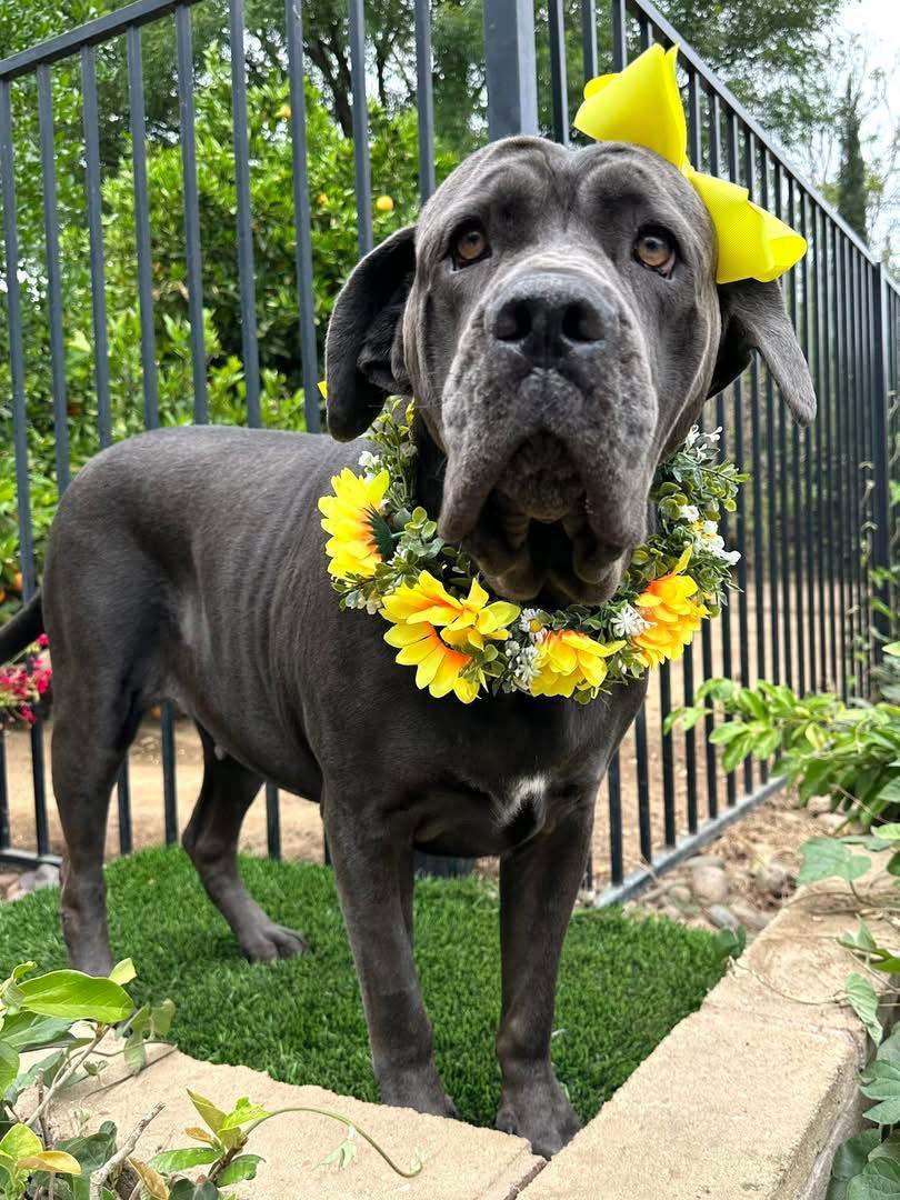 Mishka, a Adoptable Cane Corso in Redlands, CA image 2/3