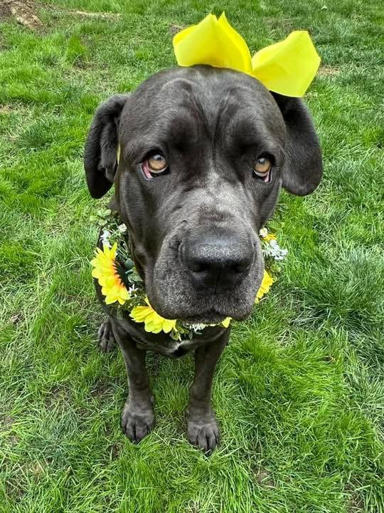 Mishka, a Adoptable Cane Corso in Redlands, CA image 3/3