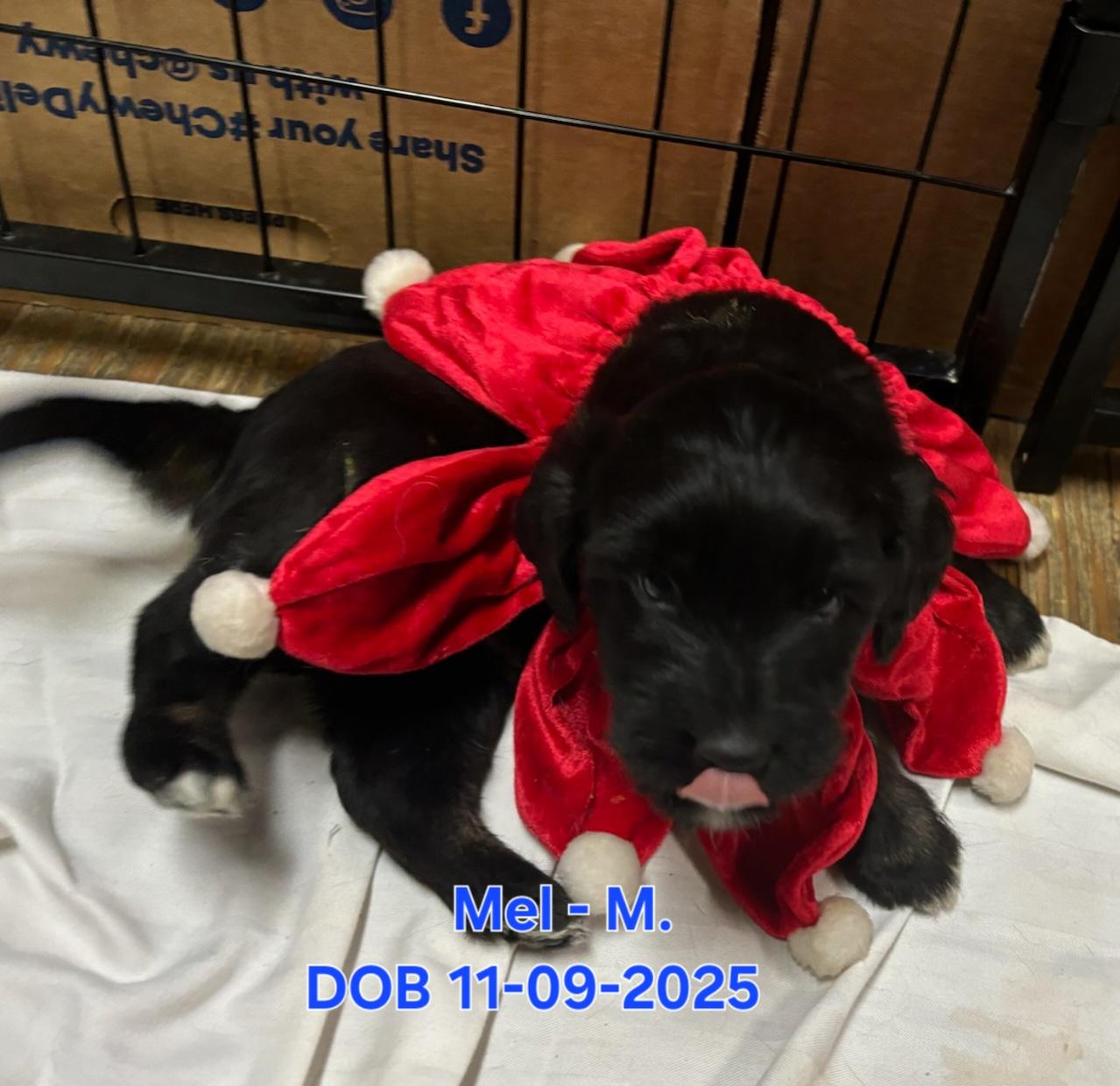Mel Dayton, Adopted, Young Male German Shepherd Dog & Labrador Retriever.