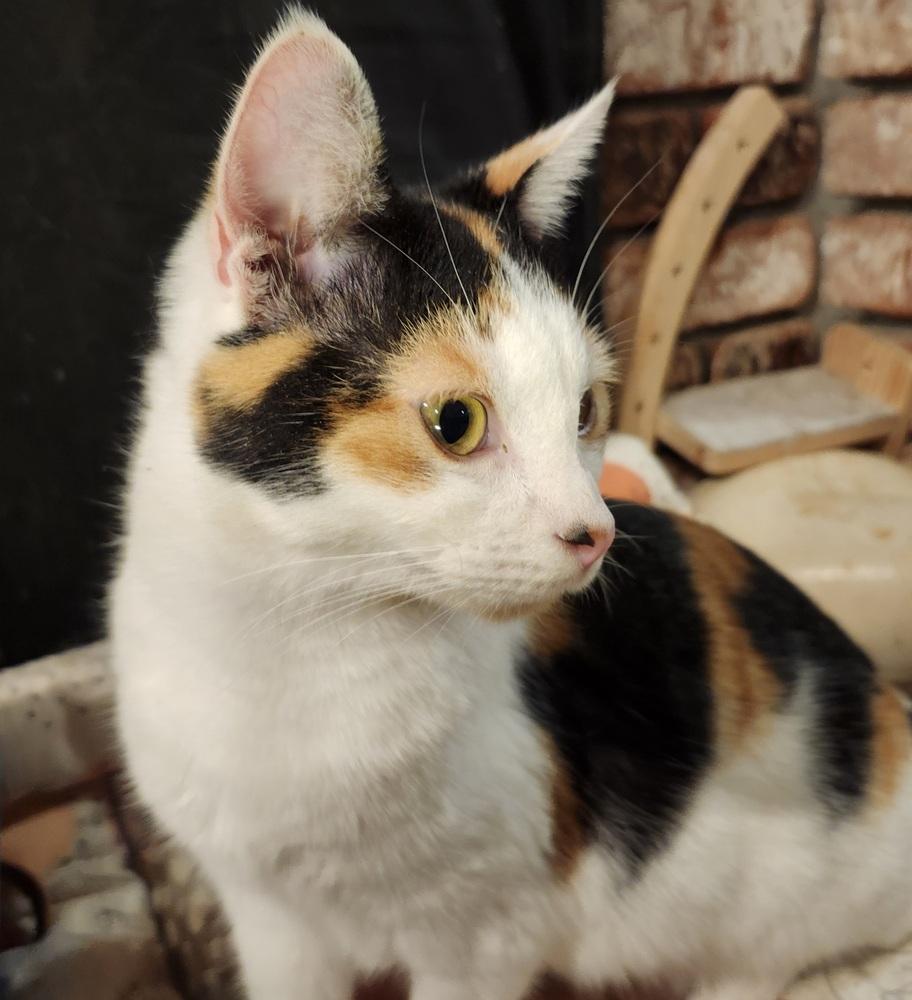 Enlarge Darcy, a Adoptable Domestic Short Hair in Salinas, CA image 4/6