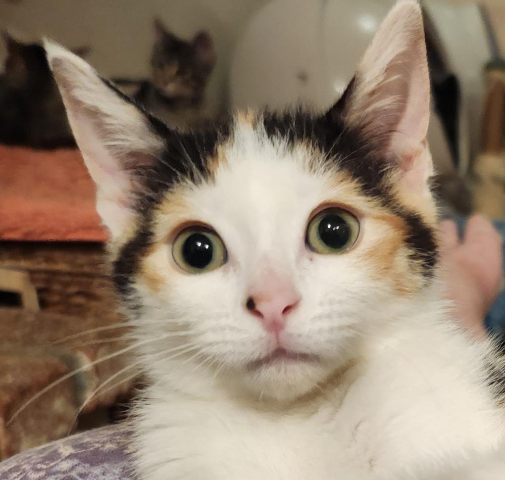 Enlarge Darcy, a Adoptable Domestic Short Hair in Salinas, CA image 1/6