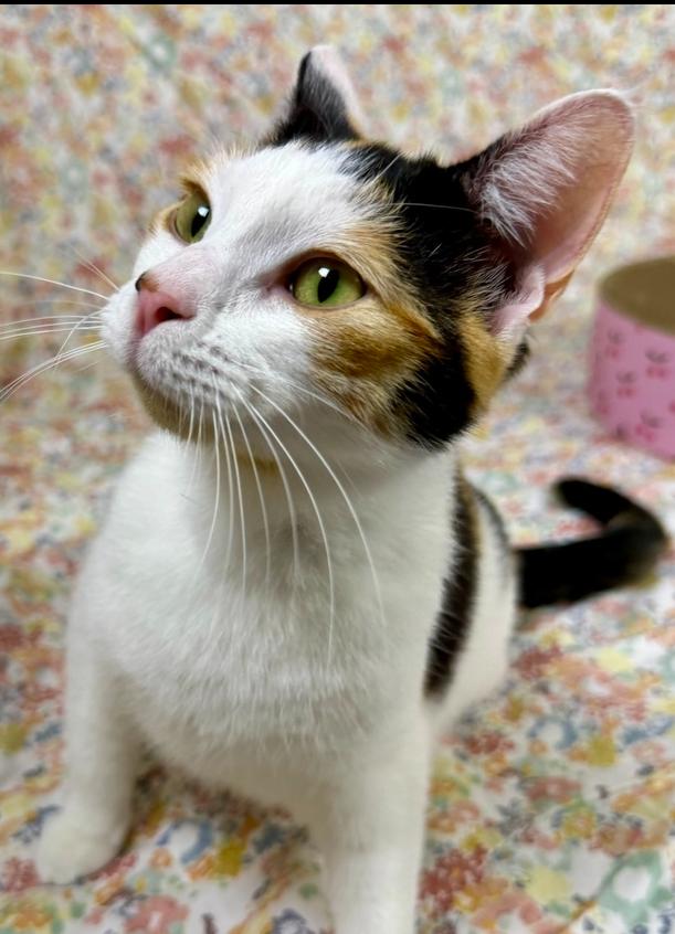 Enlarge Darcy, a Adoptable Domestic Short Hair in Salinas, CA image 2/6