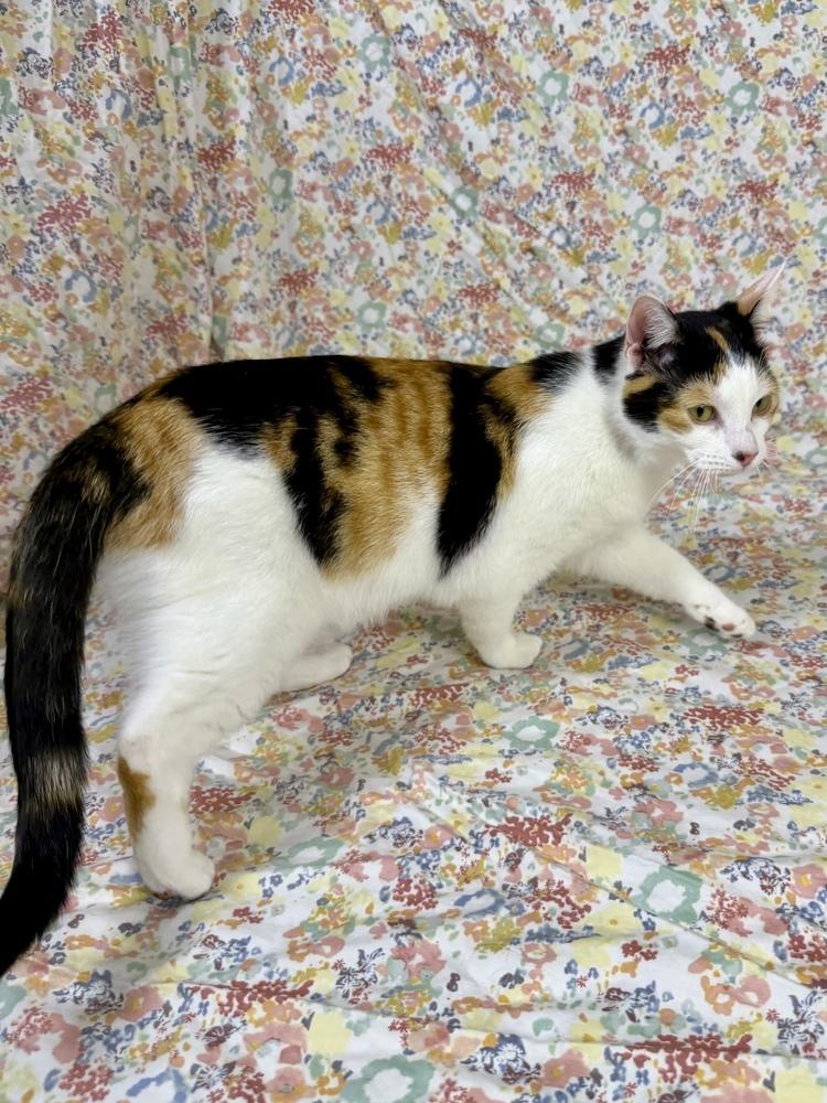 Enlarge Darcy, a Adoptable Domestic Short Hair in Salinas, CA image 3/6