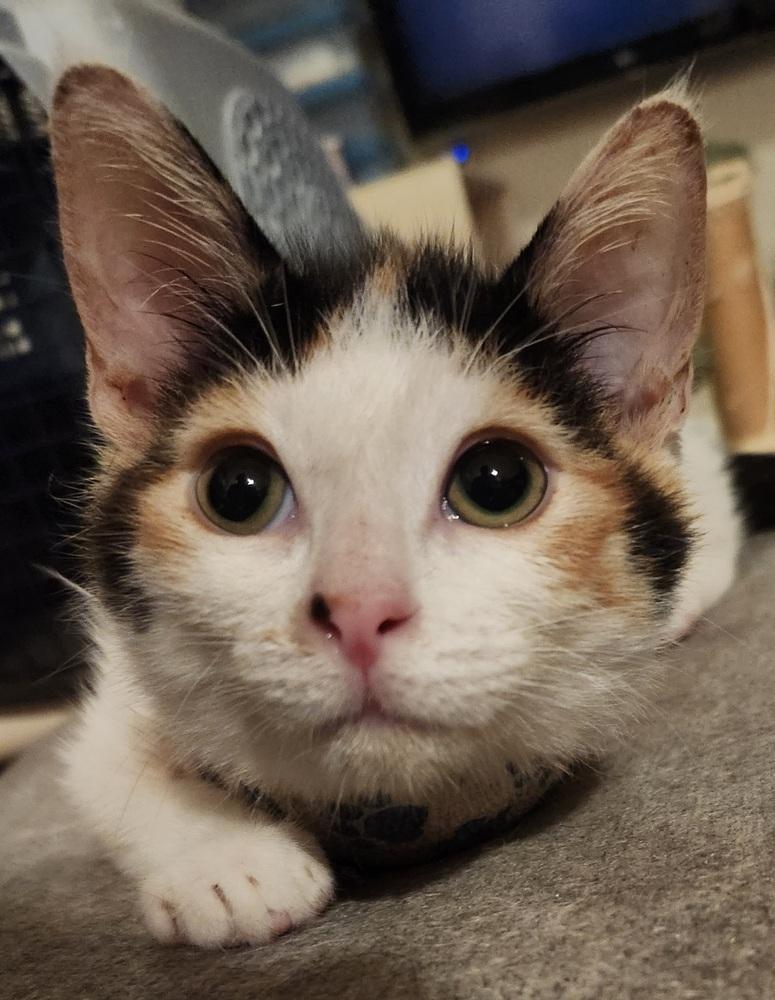 Enlarge Darcy, a Adoptable Domestic Short Hair in Salinas, CA image 5/6