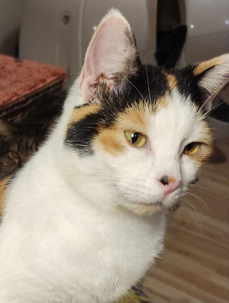 Enlarge Darcy, a Adoptable Domestic Short Hair in Salinas, CA image 6/6