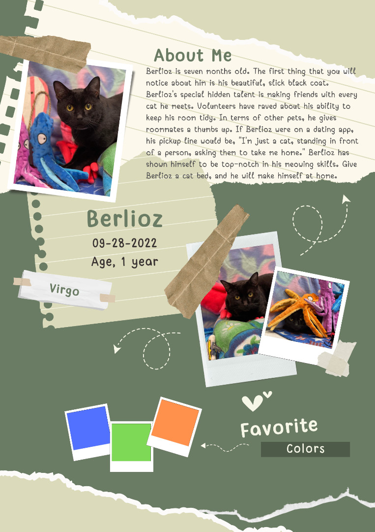 Berlioz , Adopted, Adult Male Domestic Short Hair.