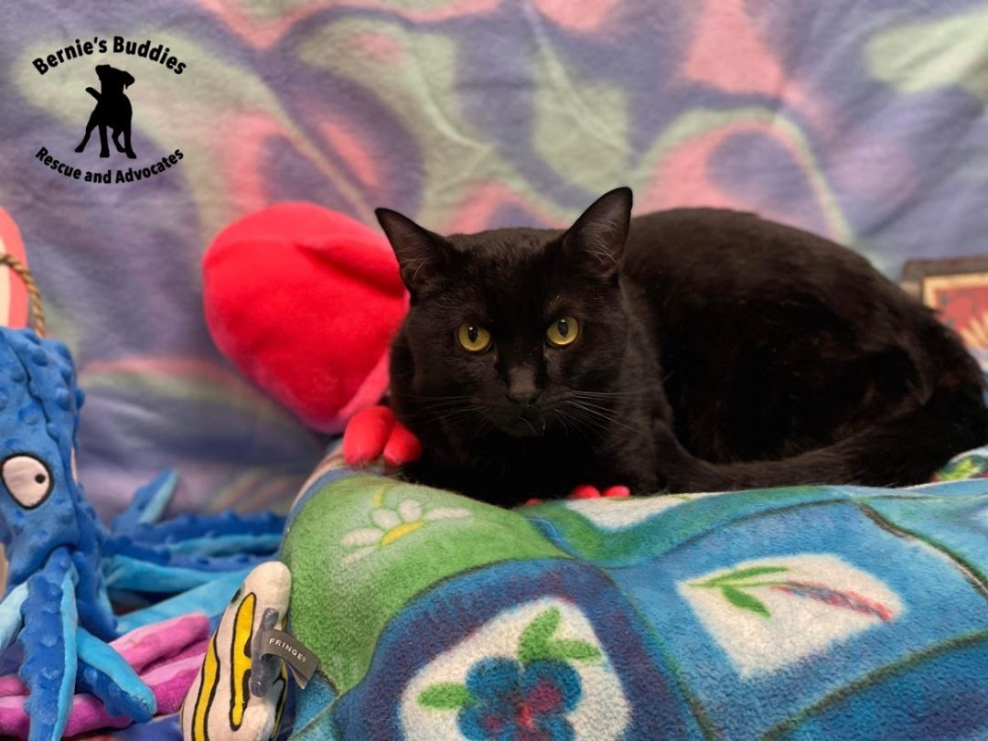 Berlioz , a Adopted Domestic Short Hair in Huntington, WV image 2/6