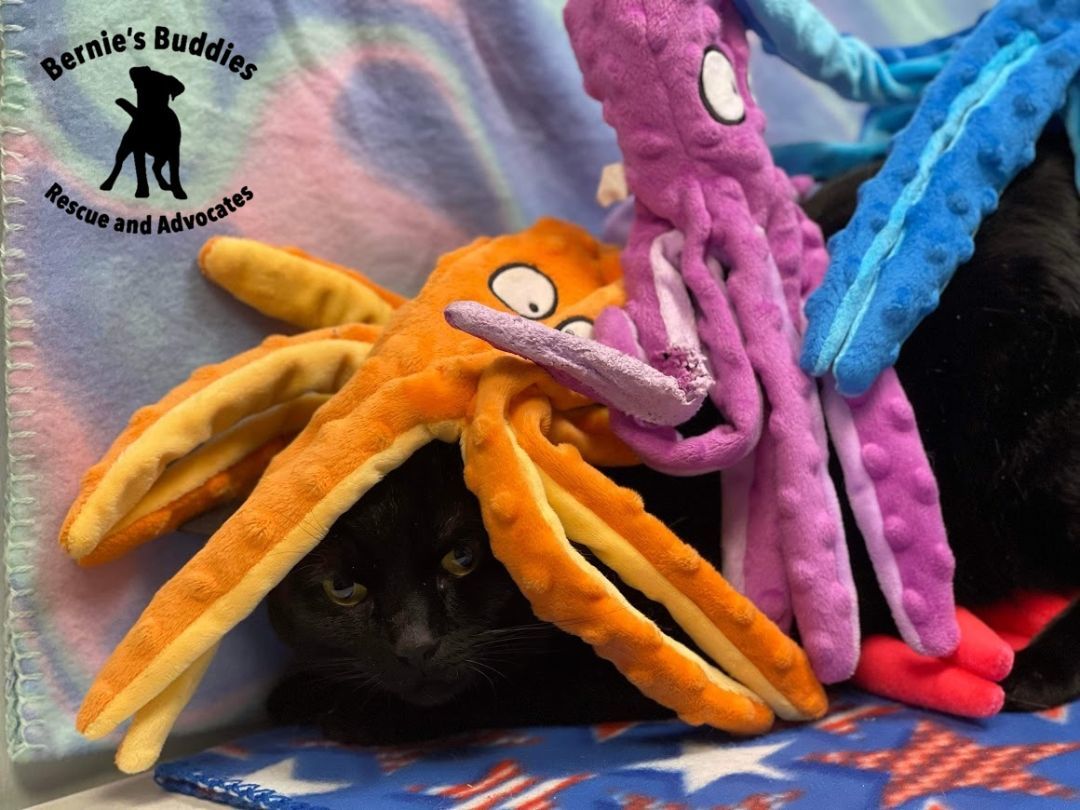 Berlioz , a Adopted Domestic Short Hair in Huntington, WV image 3/6