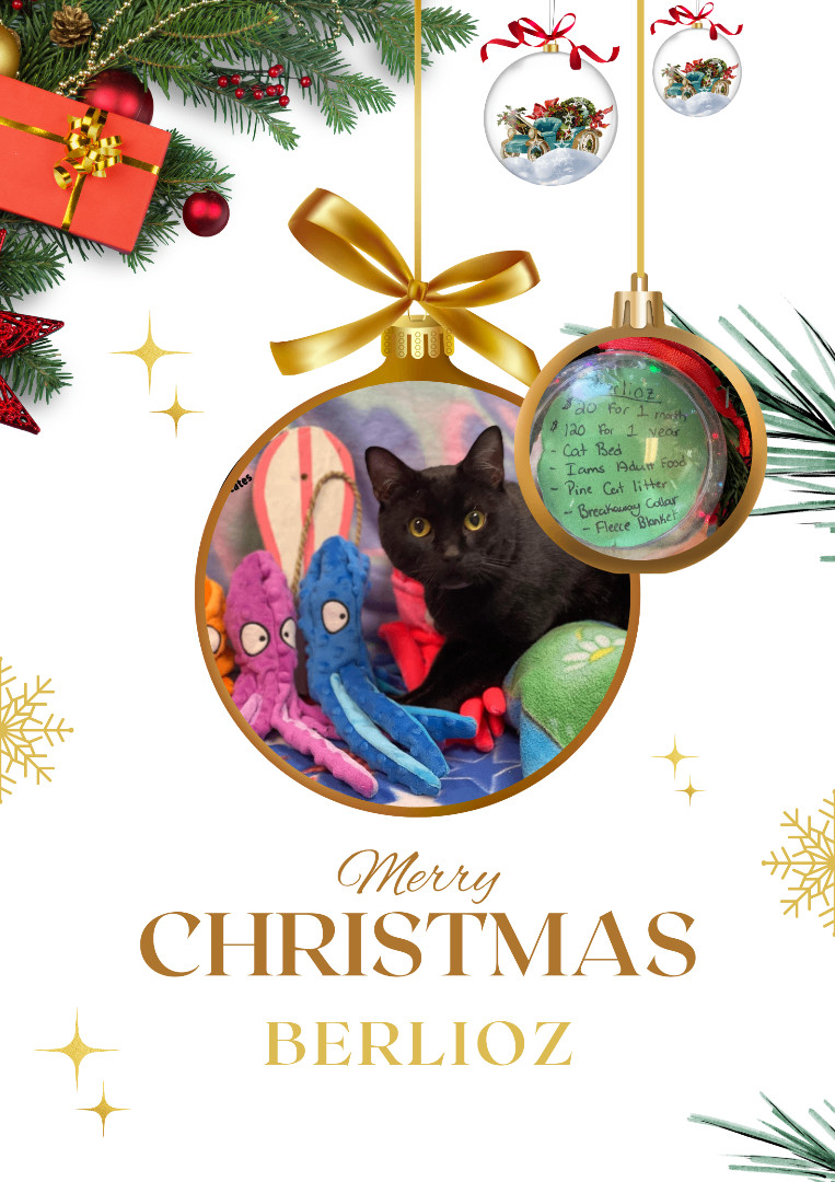 Berlioz , a Adopted Domestic Short Hair in Huntington, WV image 4/6