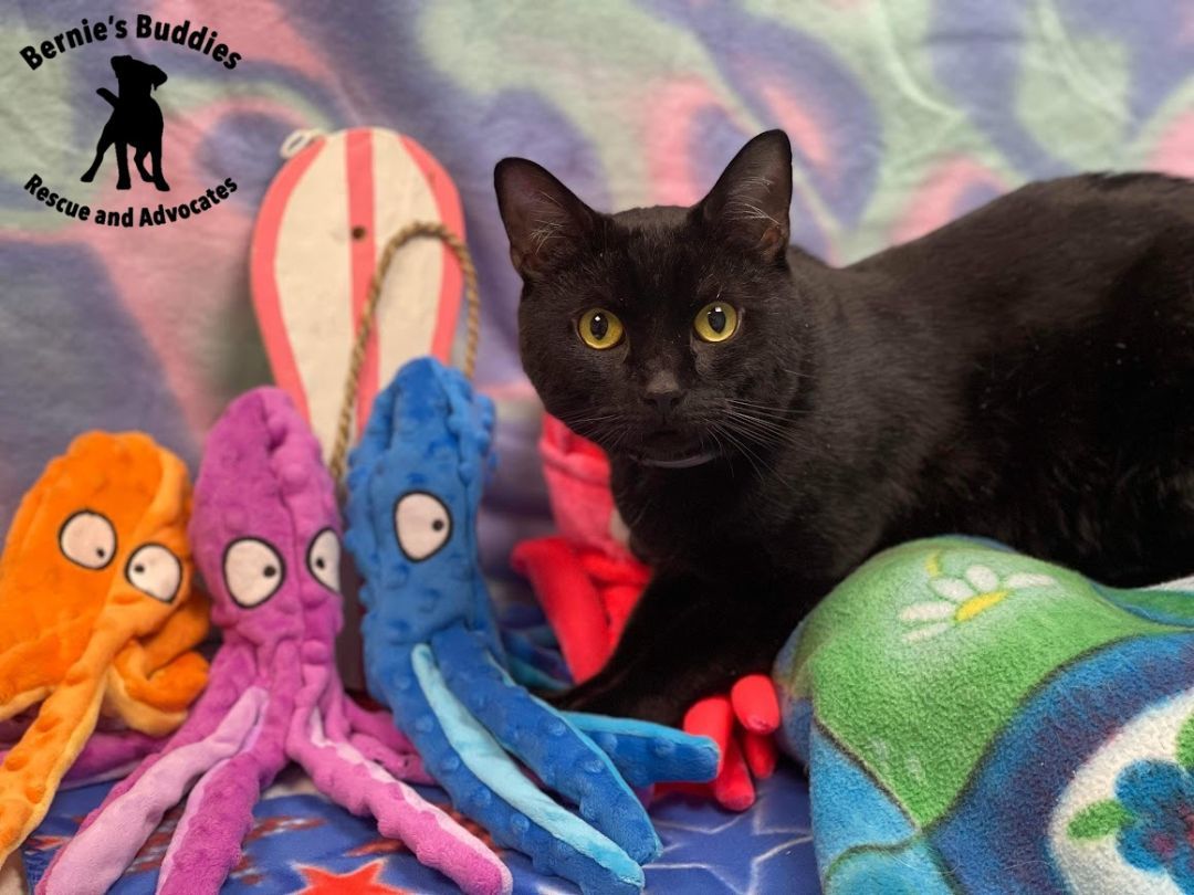 Berlioz , a Adopted Domestic Short Hair in Huntington, WV image 5/6