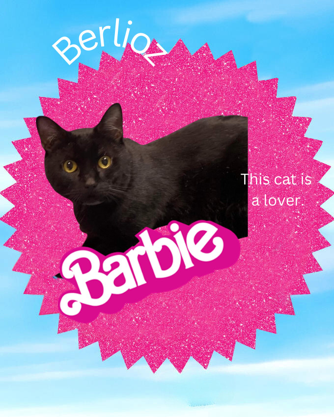 Berlioz , a Adopted Domestic Short Hair in Huntington, WV image 6/6