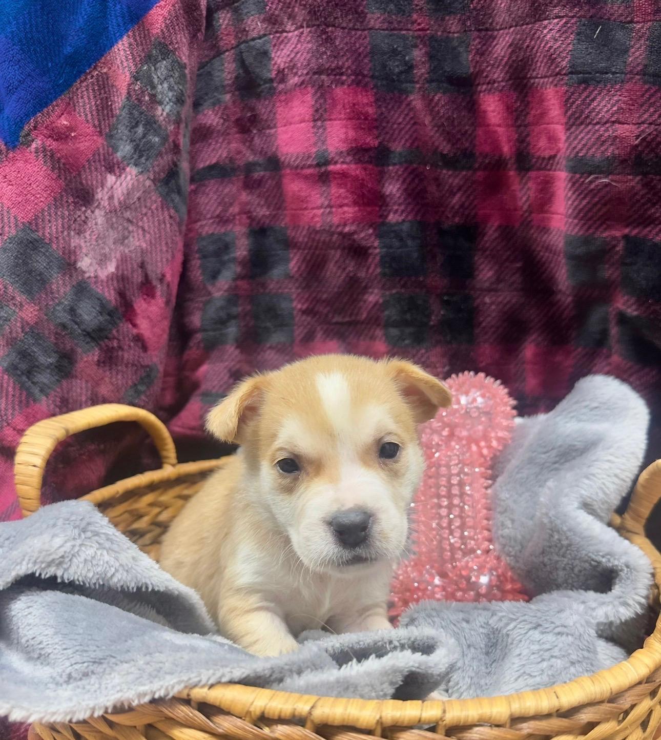 Trouble, ADOPTABLE, Puppy Male Catahoula Leopard Dog.