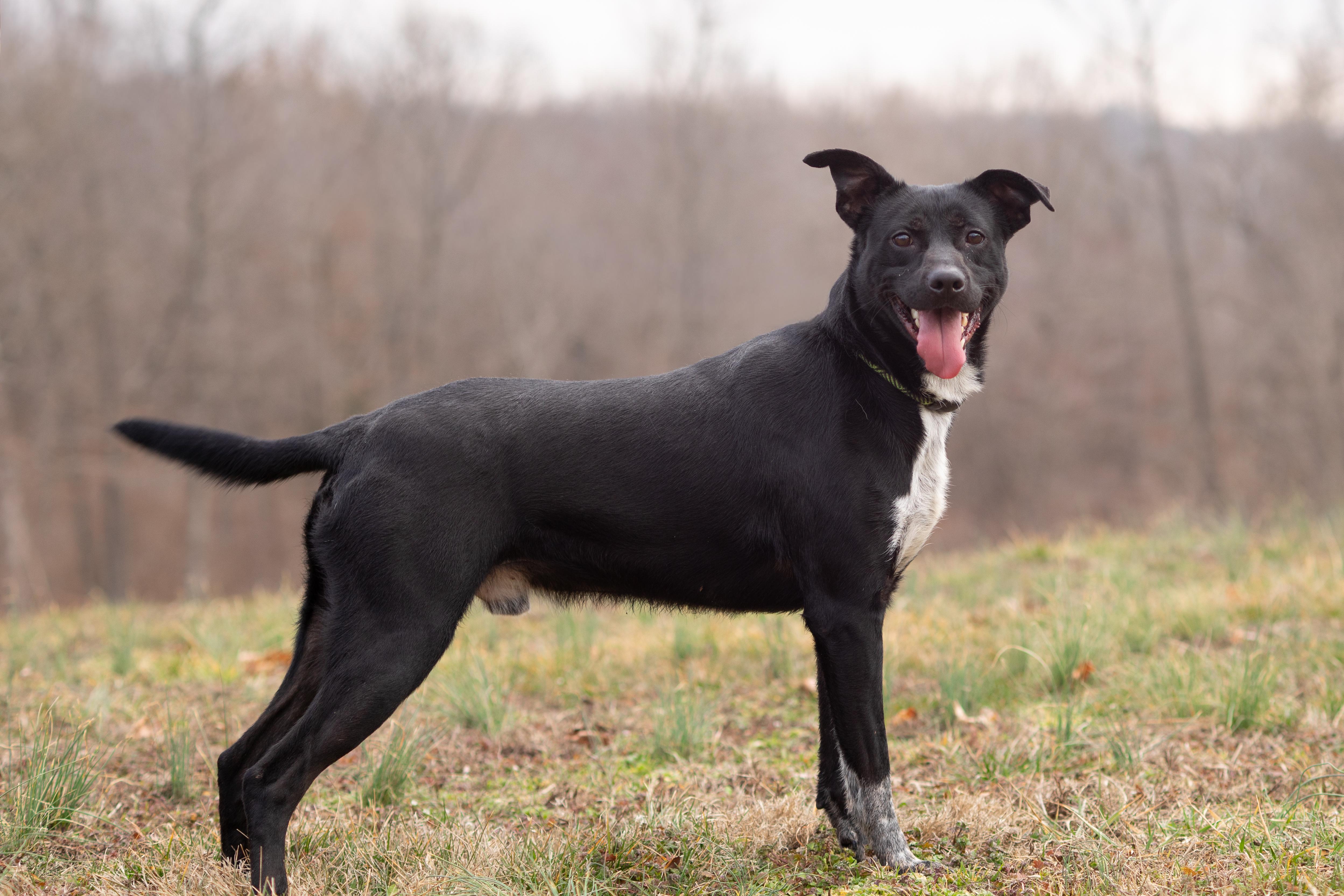 River , ADOPTABLE, Adult Male Black Labrador Retriever.