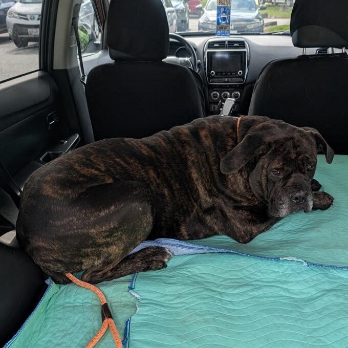 Jellybean, Adoptable, Adult Male Cane Corso.
