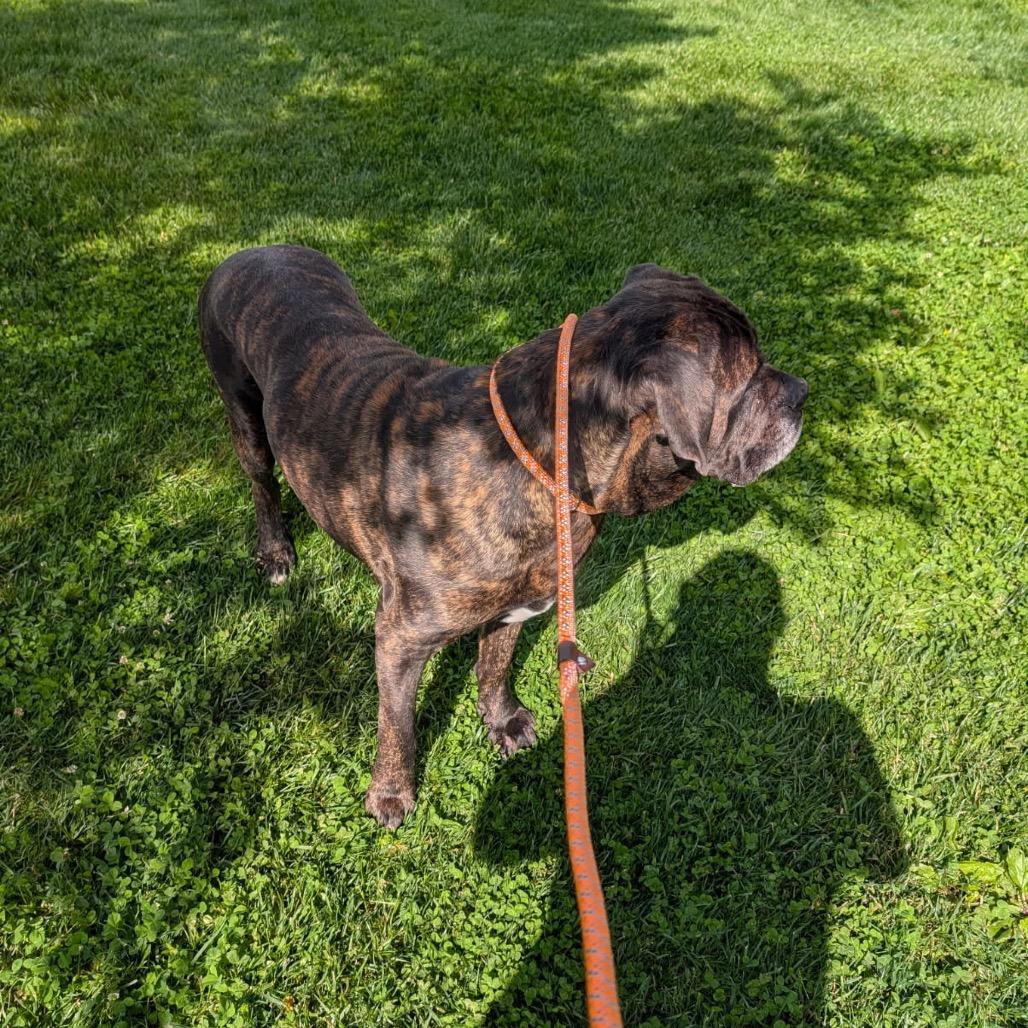 Jellybean, a Adoptable Cane Corso in manchester, PA image 2/6