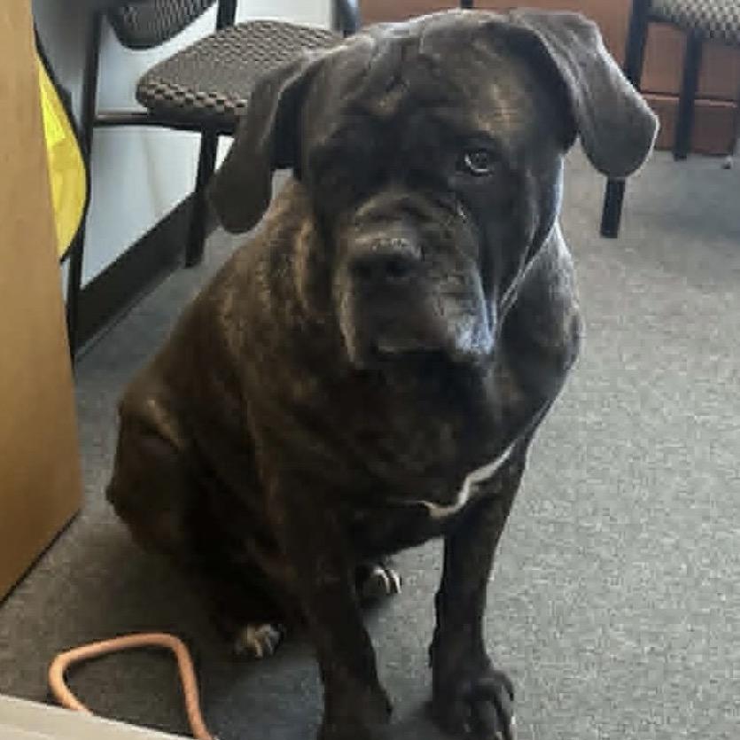 Jellybean, a Adoptable Cane Corso in manchester, PA image 3/6