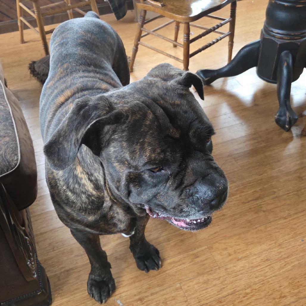 Jellybean, a Adoptable Cane Corso in manchester, PA image 4/6