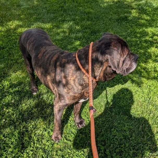 Jellybean, a Adoptable Cane Corso in manchester, PA image 5/6