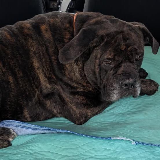 Jellybean, a Adoptable Cane Corso in manchester, PA image 6/6