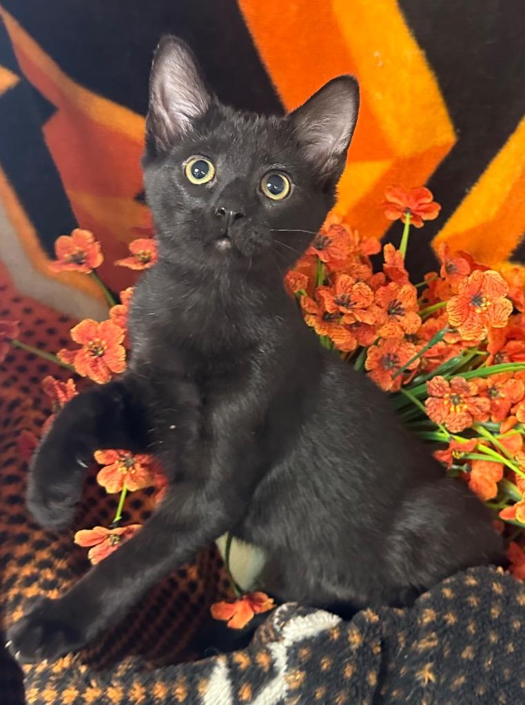 6/23/26 Susan, Adoptable, Kitten Female Domestic Short Hair.