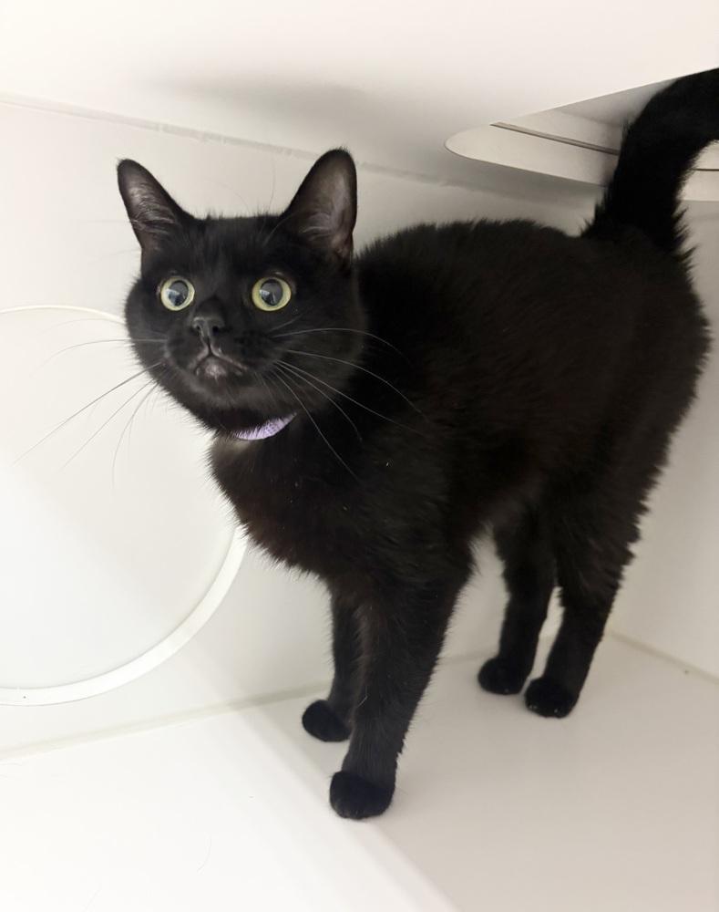 Zara ~ Available at PetSmart Warsaw, IN!, Adoptable, Adult Female Domestic Short Hair.