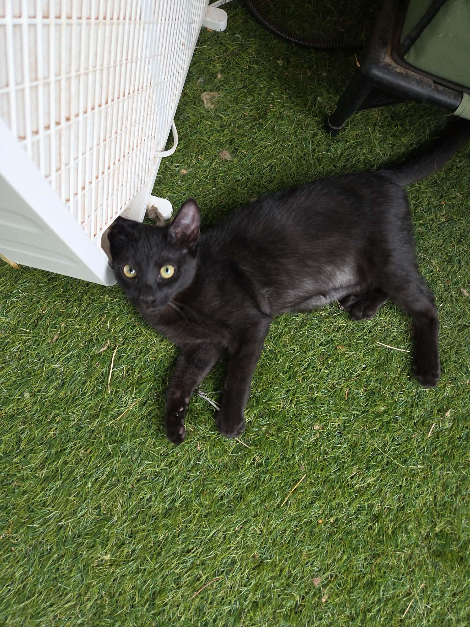 Enlarge Indigo & Violet (Bonded sisters), a Adoptable Domestic Short Hair in Sierra Vista, AZ image 5/6