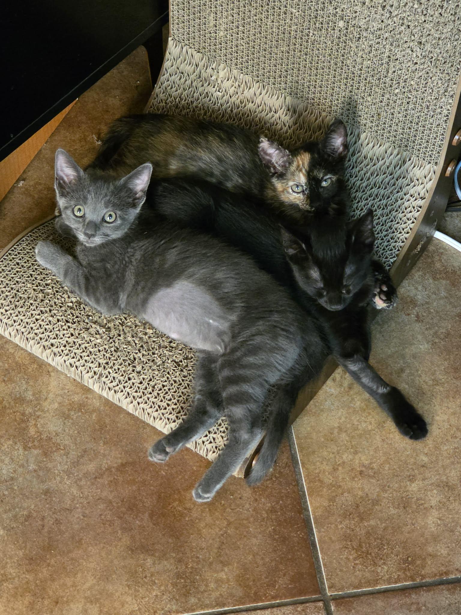 Enlarge Indigo & Violet (Bonded sisters), a Adoptable Domestic Short Hair in Sierra Vista, AZ image 6/6
