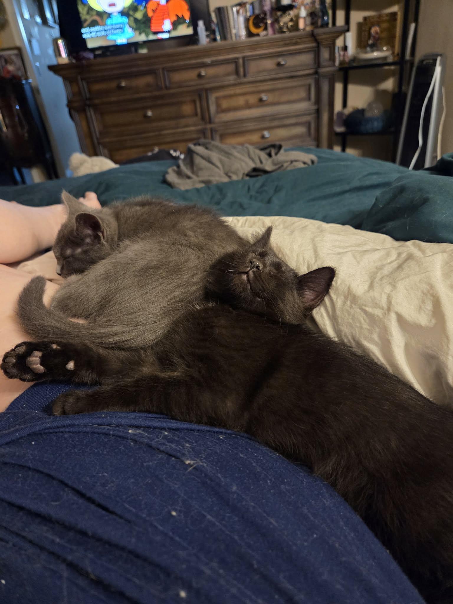 Indigo & Violet (Bonded sisters), Adoptable, Kitten Female Domestic Short Hair.