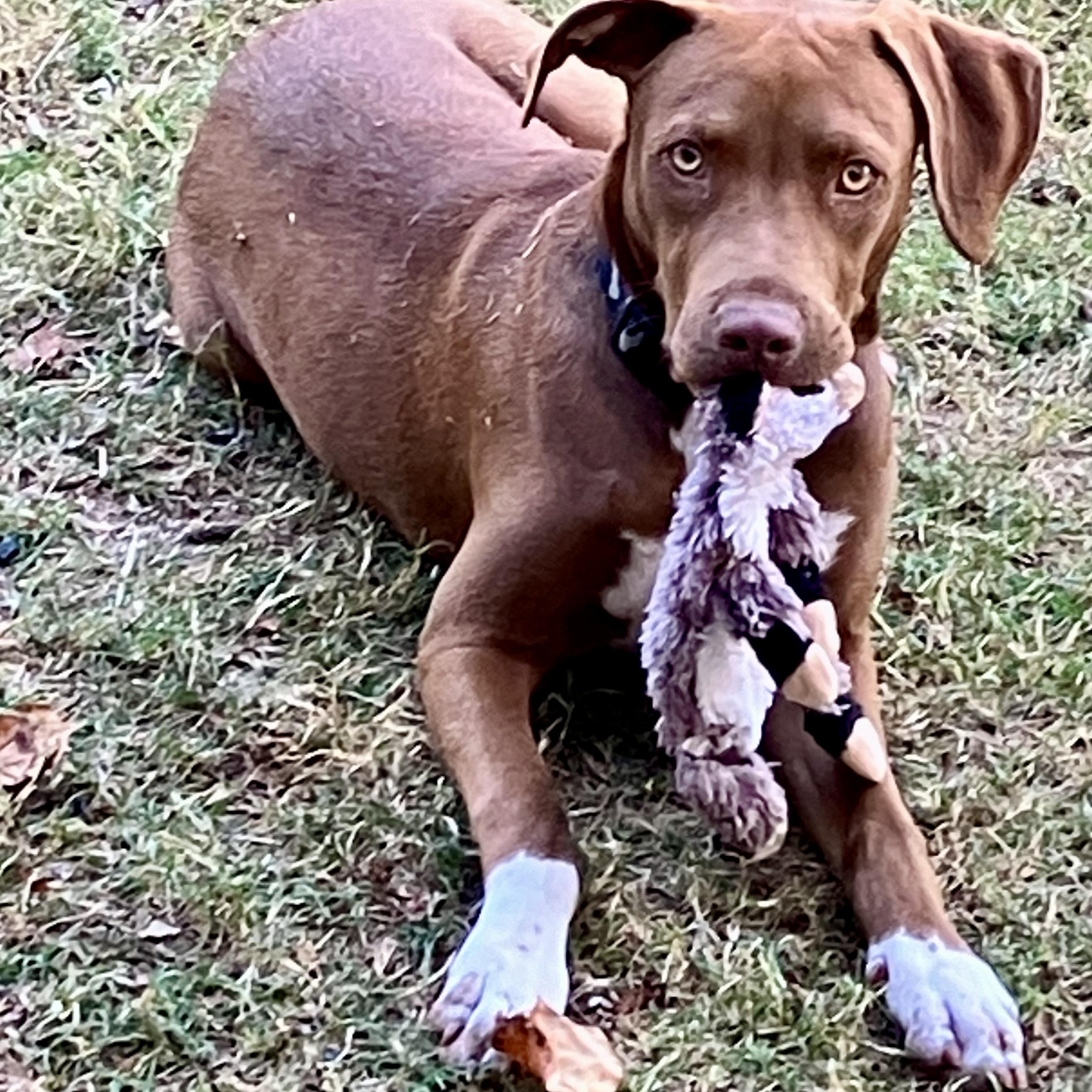 Enlarge Buddy, an adoptable mixed breed in East Hartford, CT image 4/4