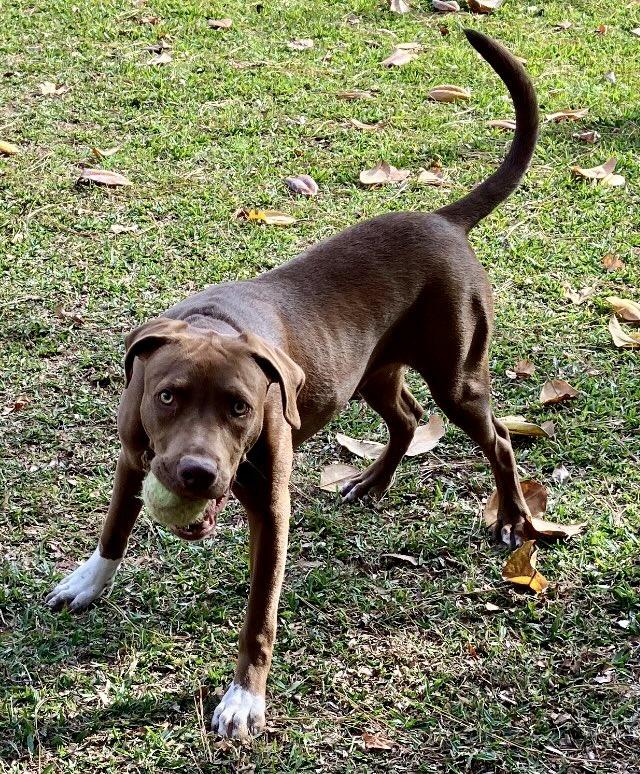 Enlarge Buddy, an adoptable mixed breed in East Hartford, CT image 3/4