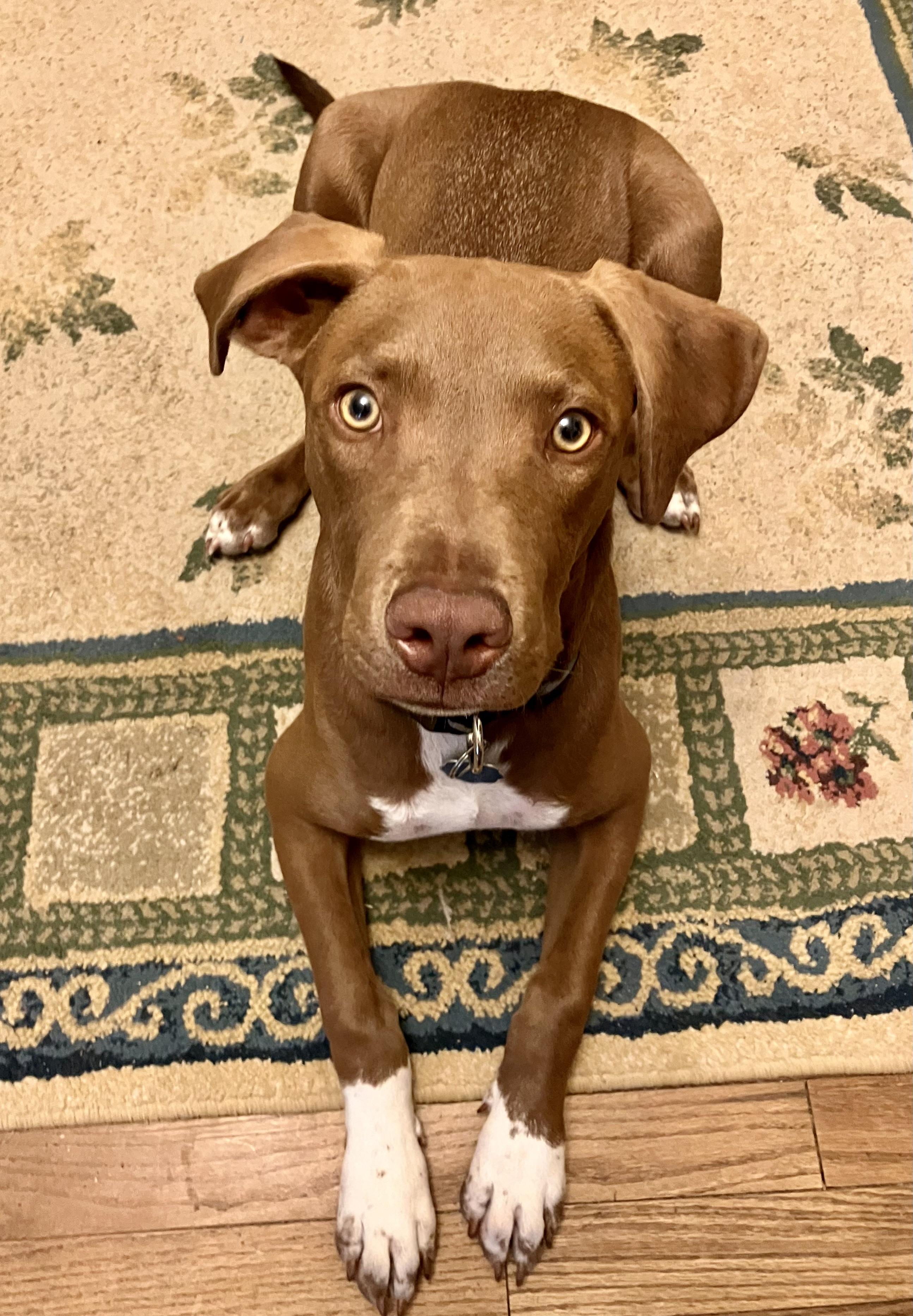 Enlarge Buddy, an adoptable mixed breed in East Hartford, CT image 2/4