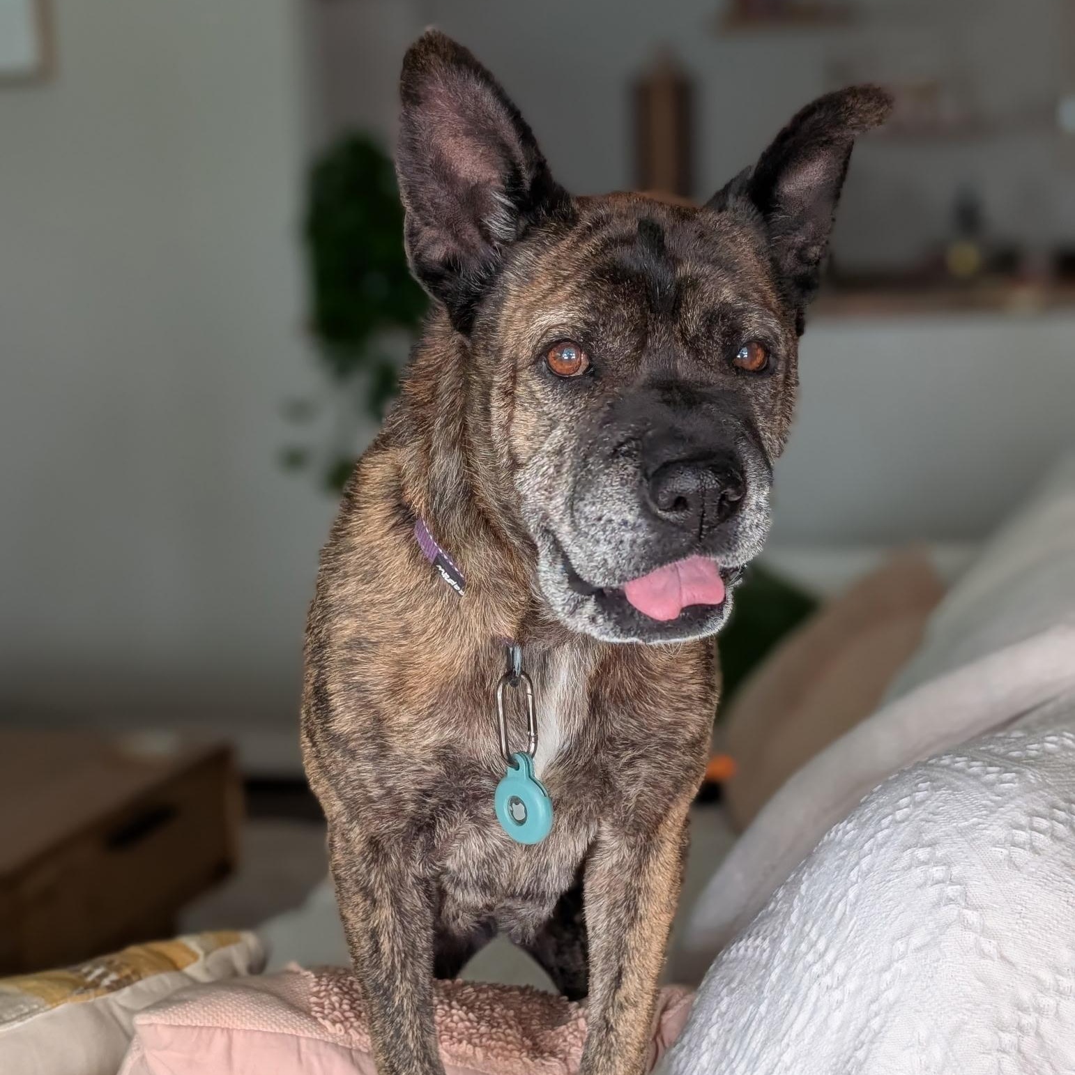 Nonna, Adoptable, Senior Female Shar-Pei.