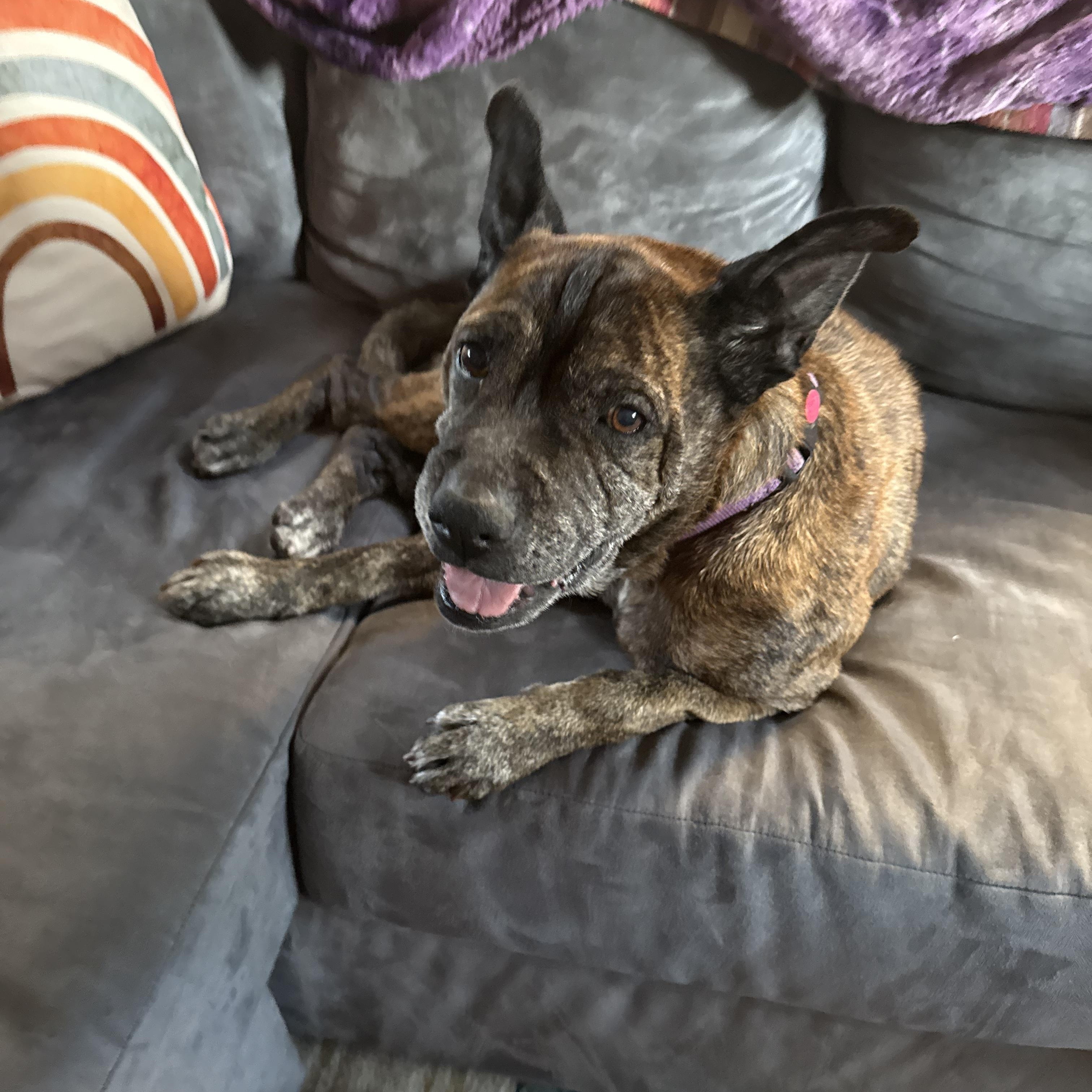 Nonna, a Adoptable mixed breed in San Diego, CA image 2/6